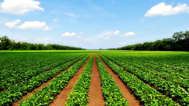AGRICULTURE-land-for-sale-1