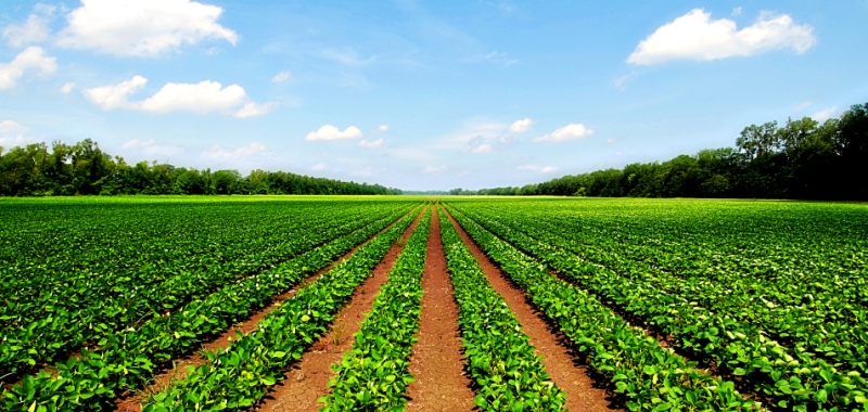 AGRICULTURE-land-for-sale-1